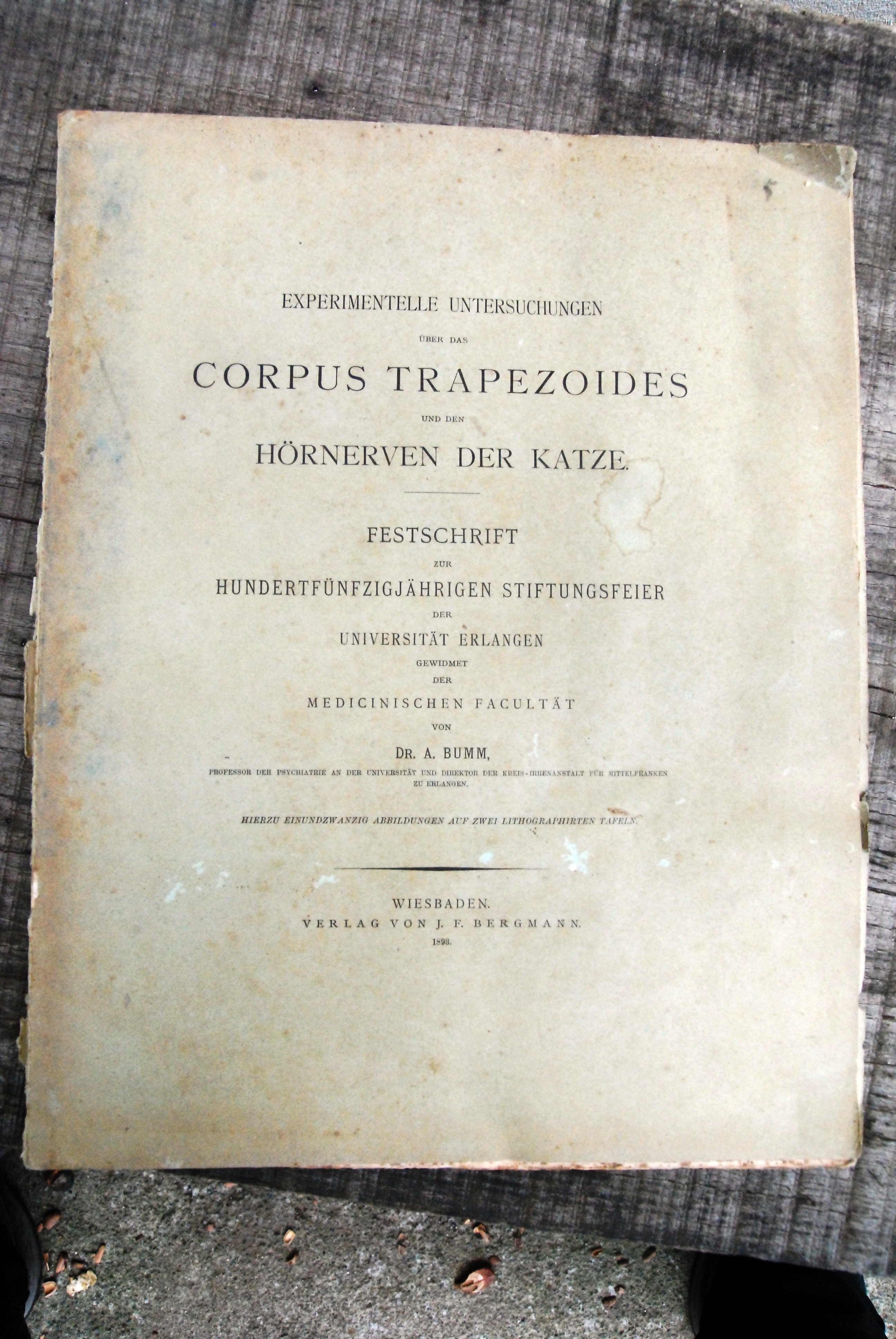 corpus trapezoides hornerven der katze festschrift universitat erlangen