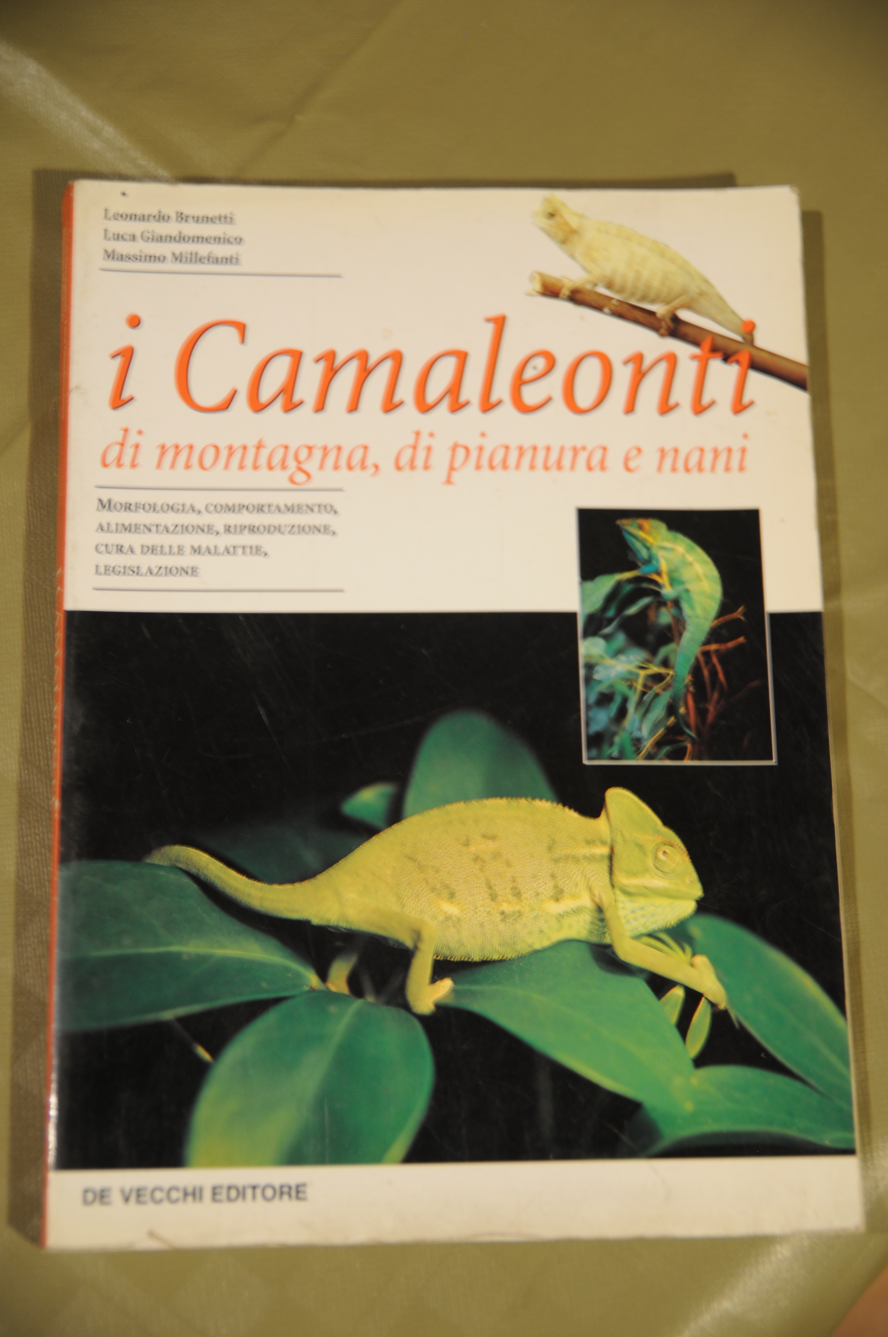 i camaleonti di montagna pianura e nani NUOVISSIMO
