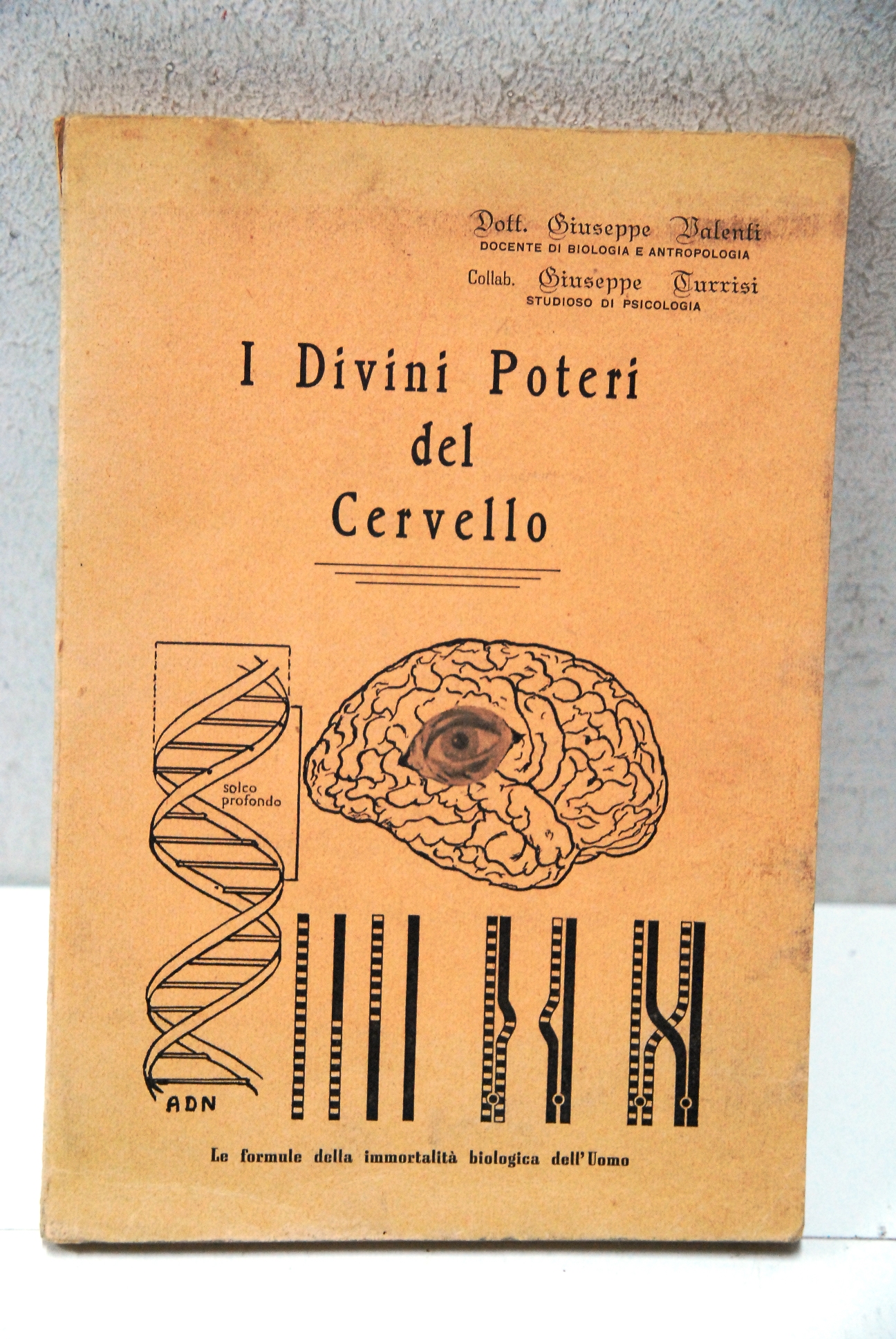 i divini poteri del cervello