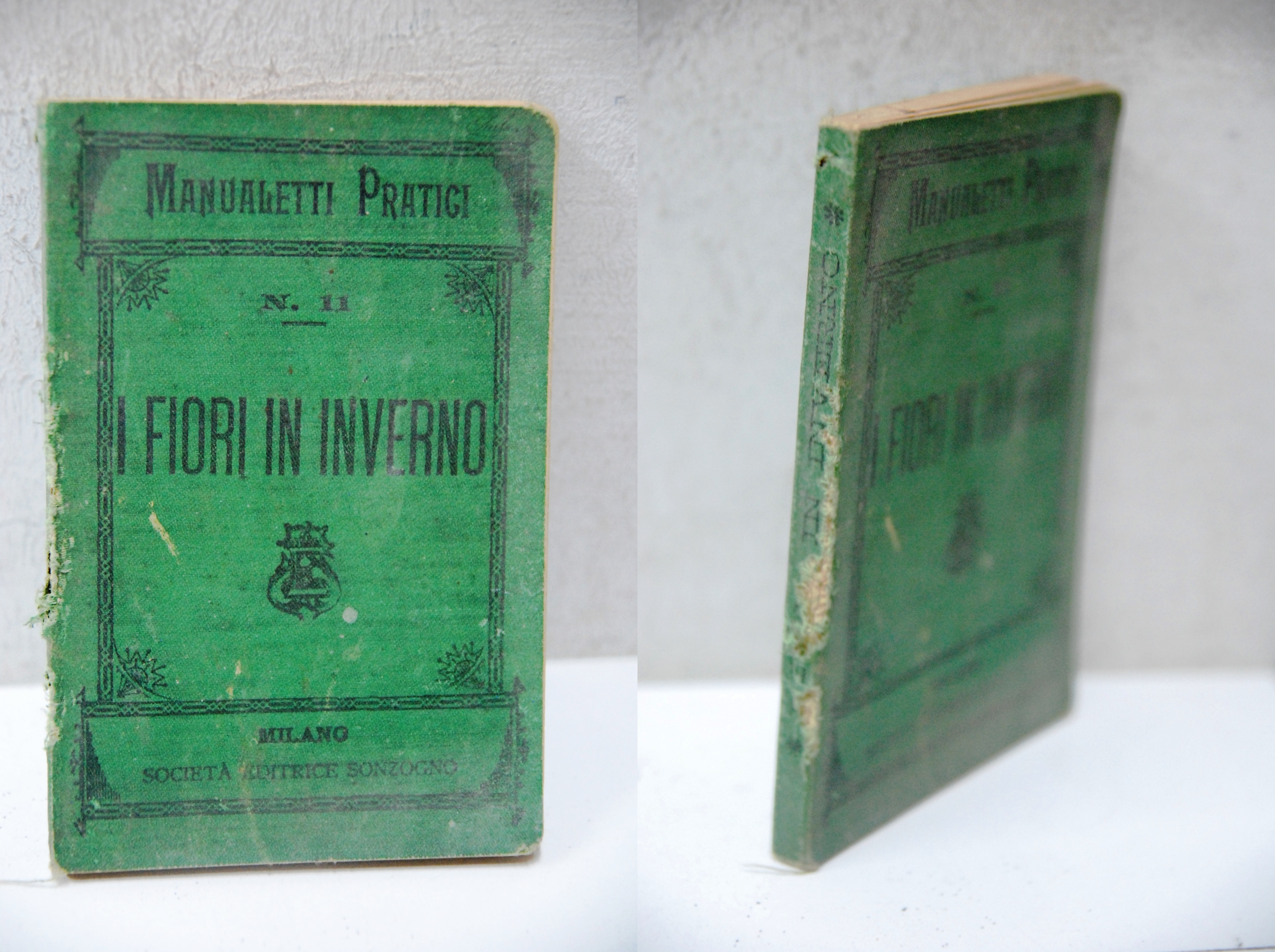 i fiori in inverno 14 disegni