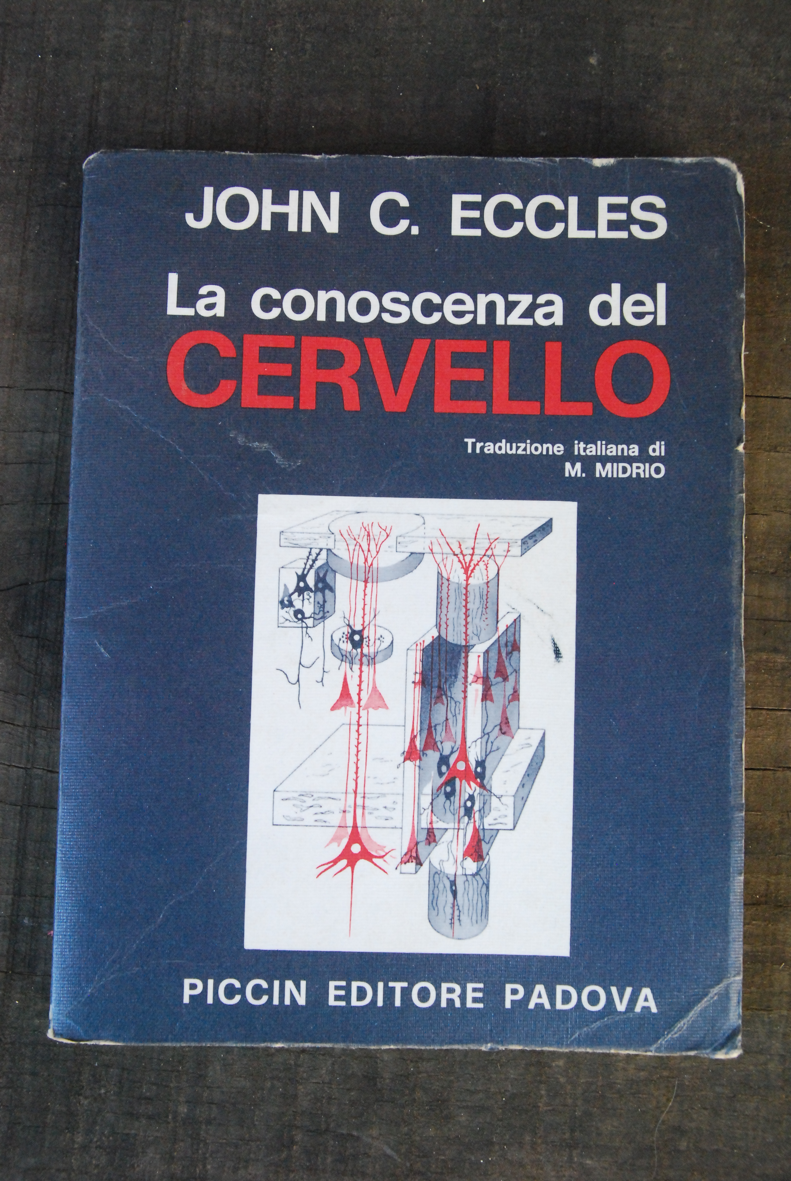 la conoscenza del cervello