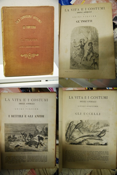 La Vita e i Costumi degli Animali, Gli insetti, I …