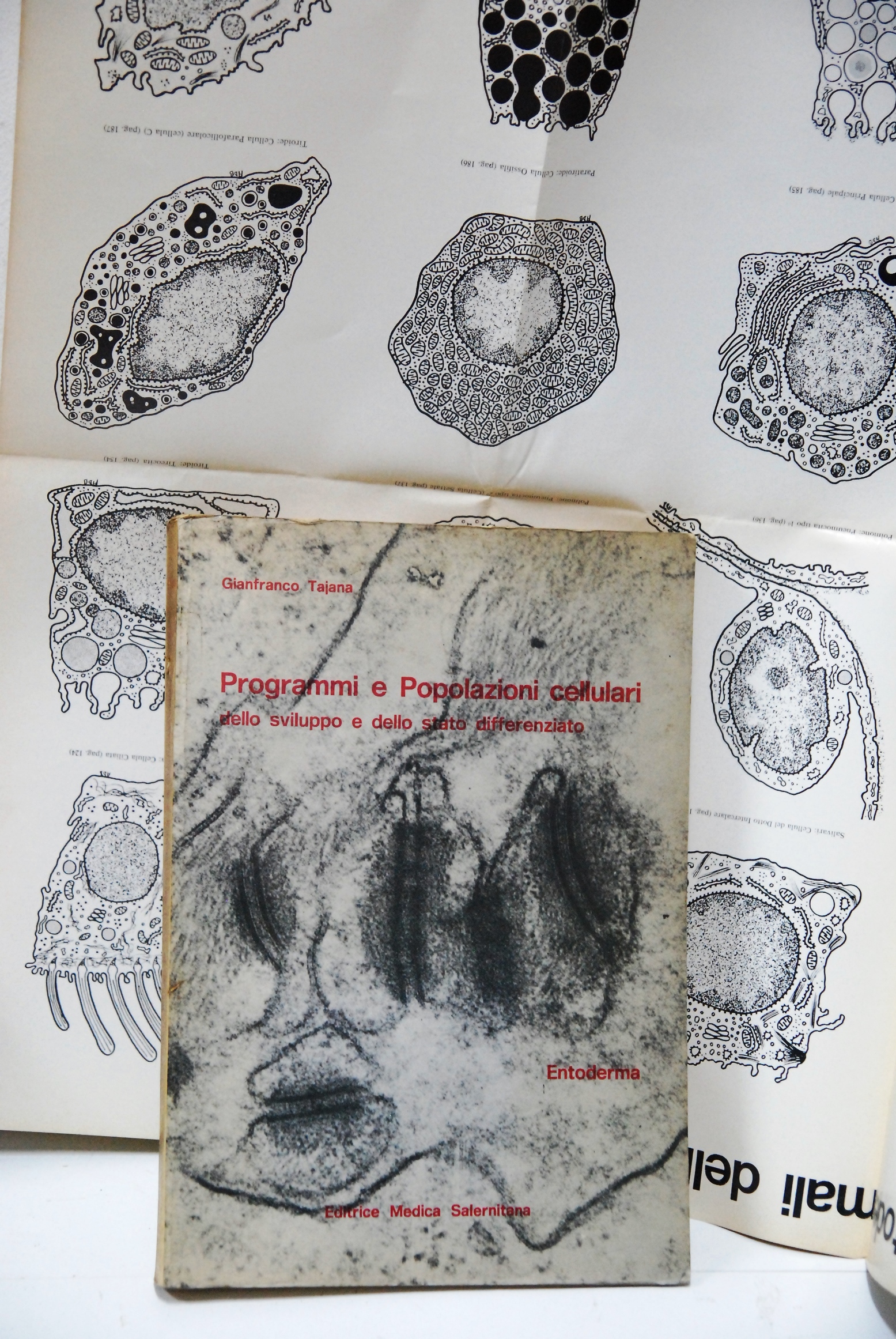 programmi e popolazioni cellulari dello sviluppo e stato differenziato entoderma