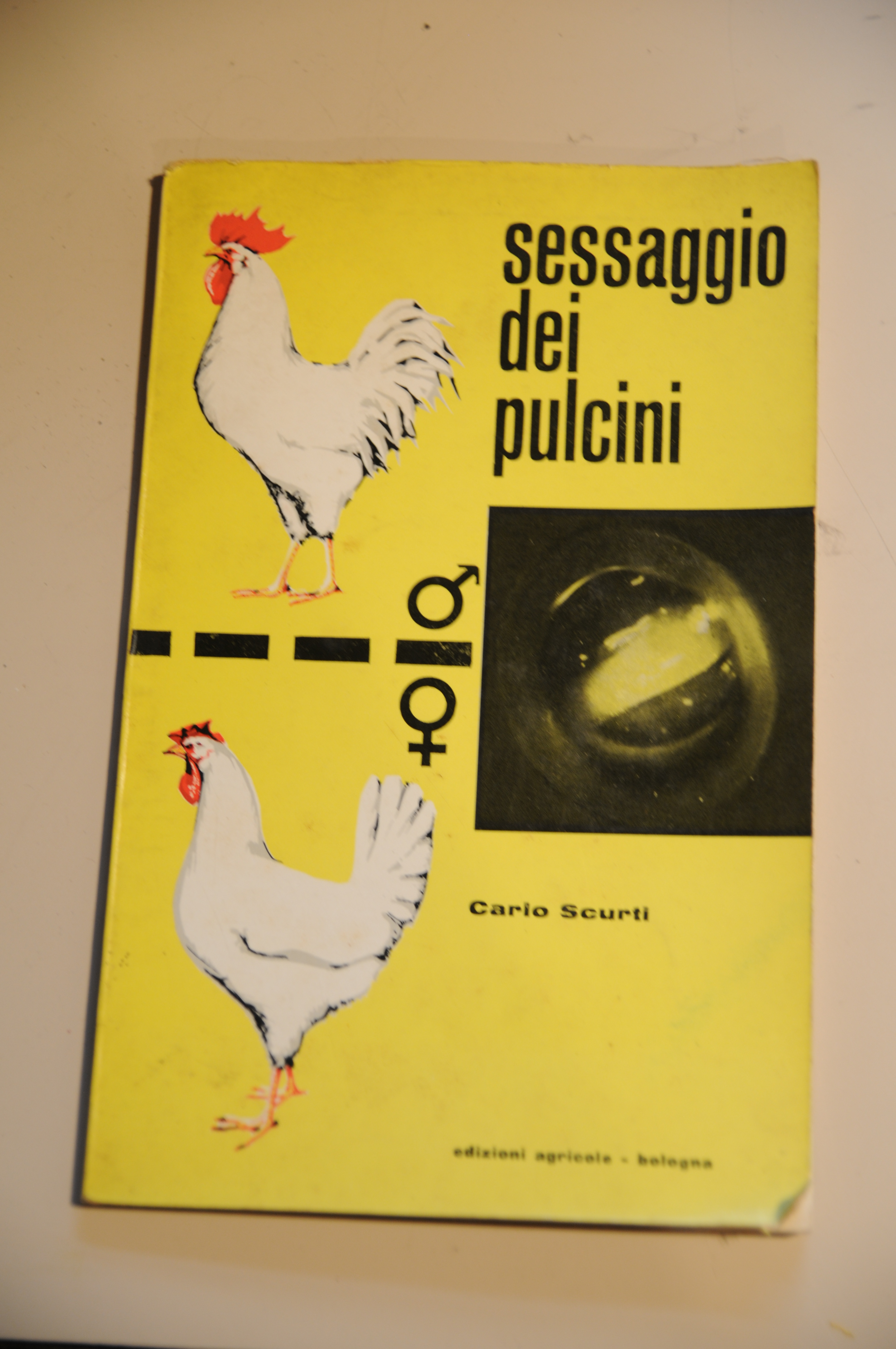 sessaggio dei pulcini NUOVO