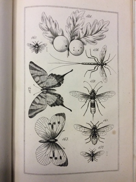 ENTOMOLOGIA VICENTINA OSSIA CATALOGO SISTEMATICO DEGL'INSETTI DELLA PROVINCIA DI VICENZA.