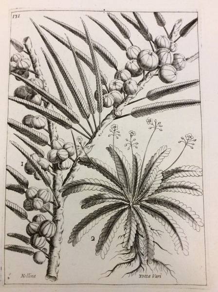 RARIORUM STIRPIUM HISTORIA EX PARTE OLIM EDITA. - Nunc centum …