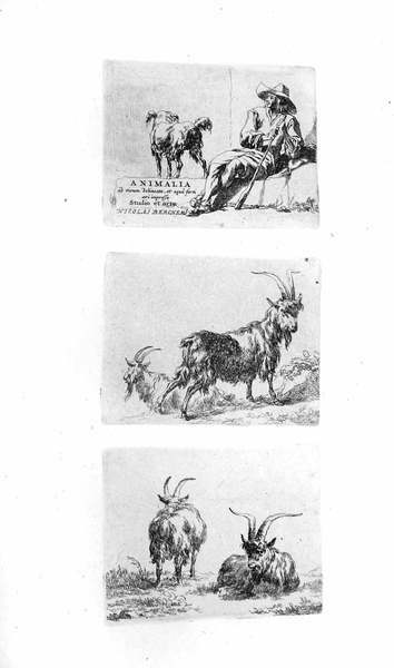 ANIMALIA. - Ad vivum delineata, et aqua forti aeri impressa. …