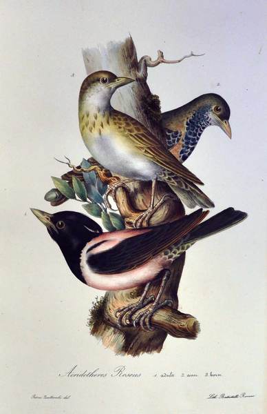ICONOGRAFIA DELLA FAUNA ITALICA PER LE QUATTRO CLASSI DEGLI ANIMALI …