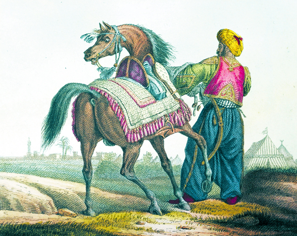 IL PERFETTO CAVALIERE. - Opera corredata di stampe miniate rappresentanti …