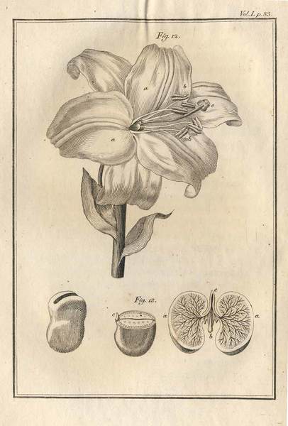 ELEMENTI DI CHIMICA AGRARIA. - In un corso di lezioni …