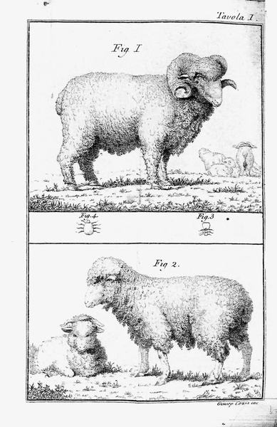 DEL GOVERNO DELLE PECORE SPAGNUOLE E ITALIANE. - E dei …