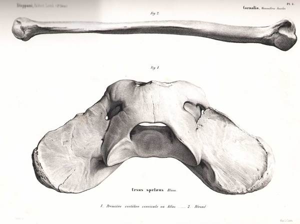 MAMMIFERES FOSSILES DE LOMBARDIE. - Carnivores - Rongeurs - Ruminants.