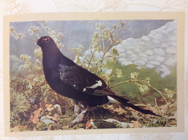 ALI E COLORI. - XXIV tavole originali che riproducono nel …