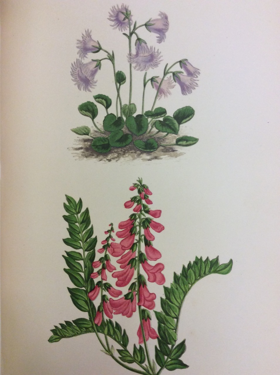 ALPINE PLANTS. - Figures and description of some of the …