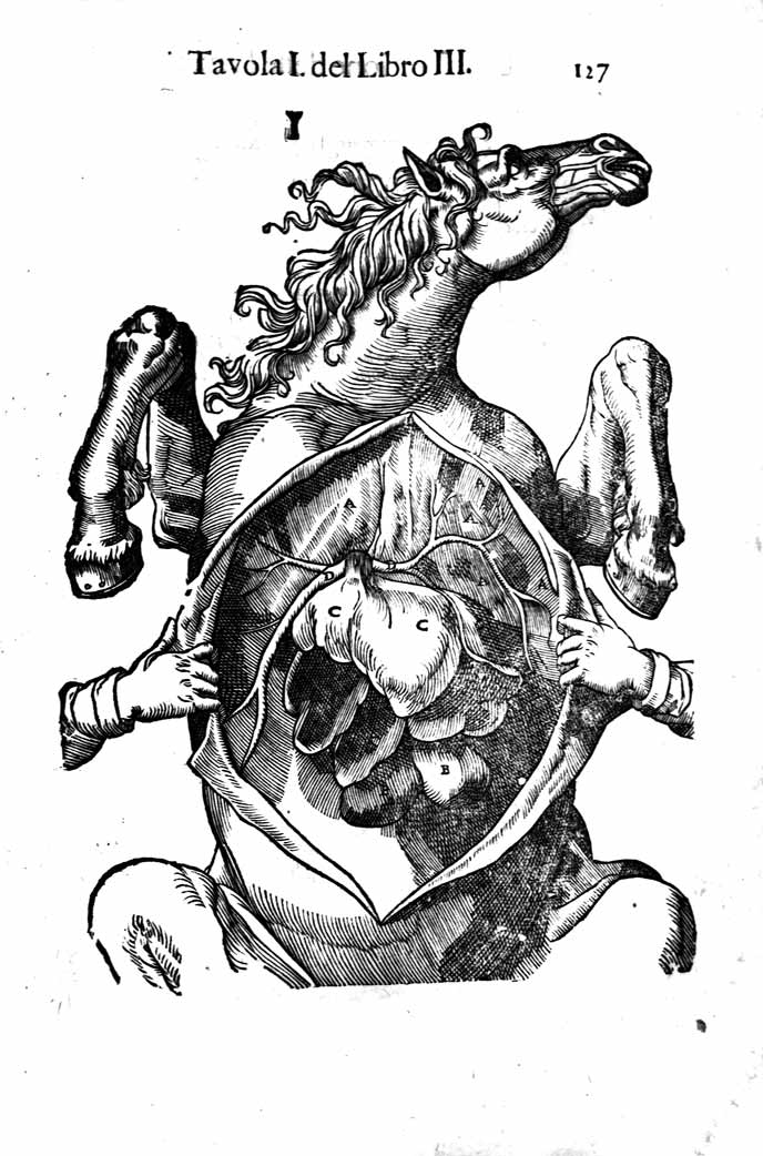 ANATOMIA DEL CAVALLO, INFERMITA' ET SUOI RIMEDII. - Opera nuova, …