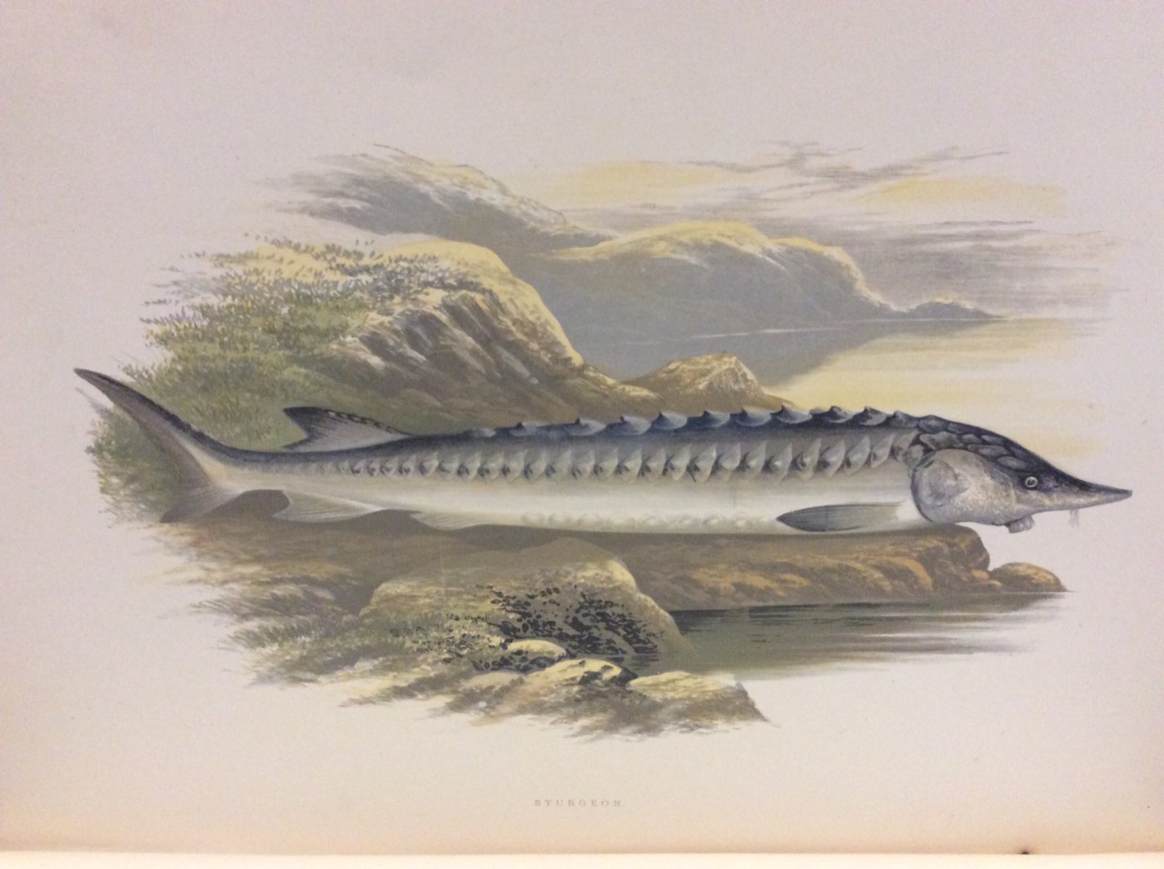 BRITISH FRESH-WATER FISHES. - Illustrated with a coloured figure of …
