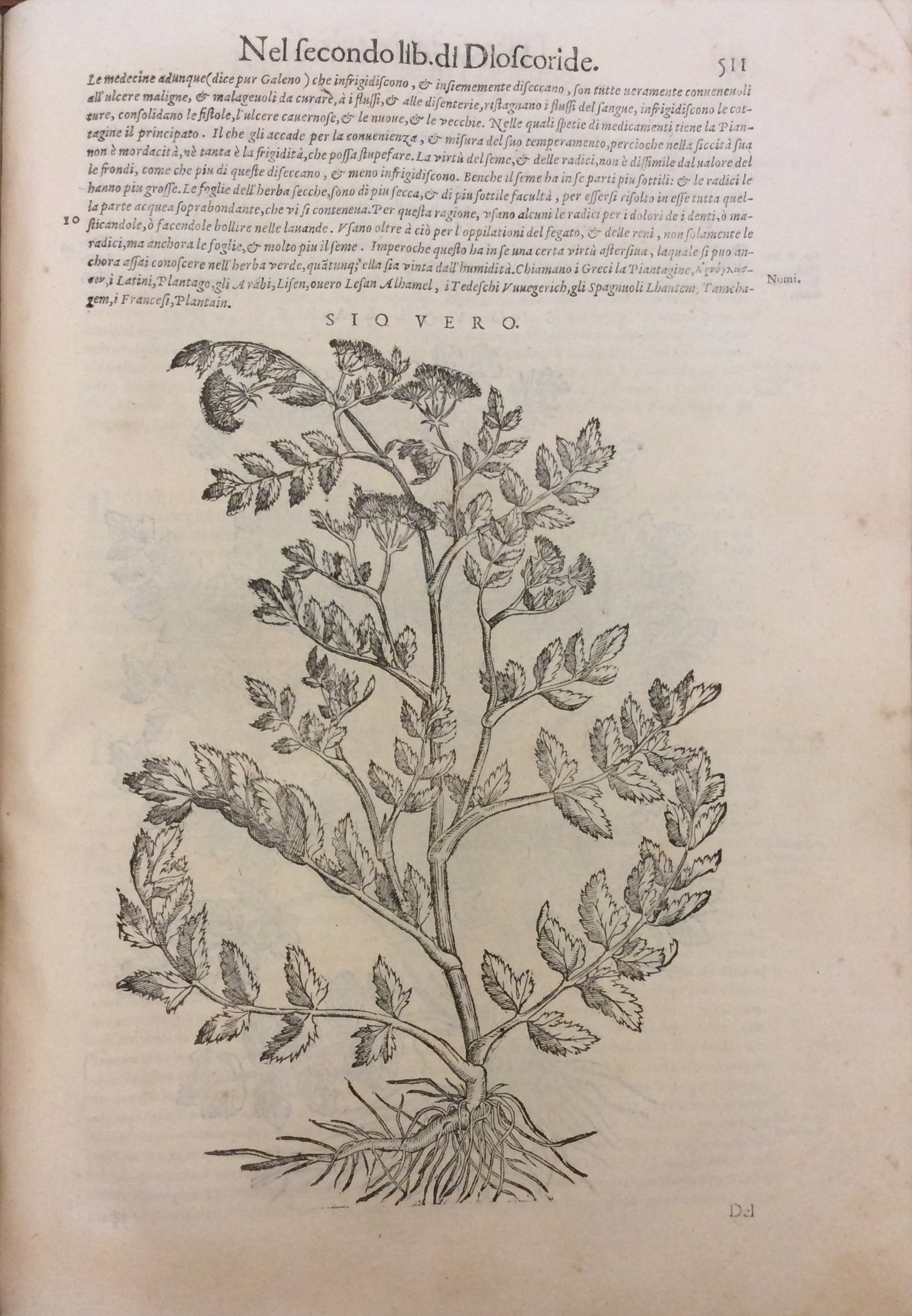 DE I DISCORSI NELLI SEI LIBRI DI PEDACIO DIOSCORIDE ANAZARBEO, …