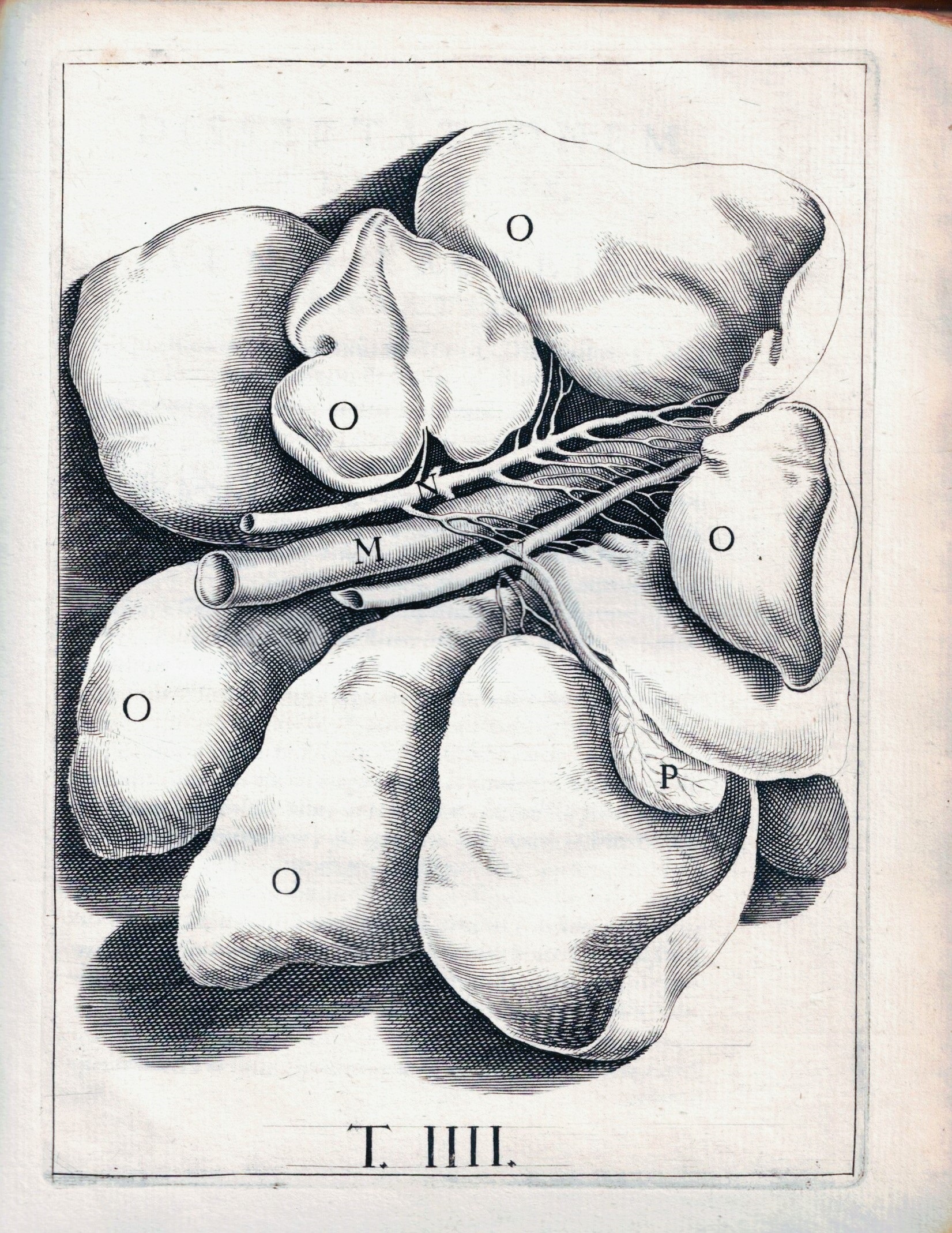 DE LACTIBUS, SIVE LACTEIS VENIS, QUARTO VASORUM MESARAICORUM GENERE, NOVO …