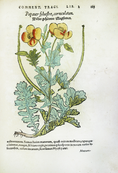 DE STIRPIUM, MAXIME EARUM, QUAE IN GERMANIA NOSTRA NASCUNTUR... - …