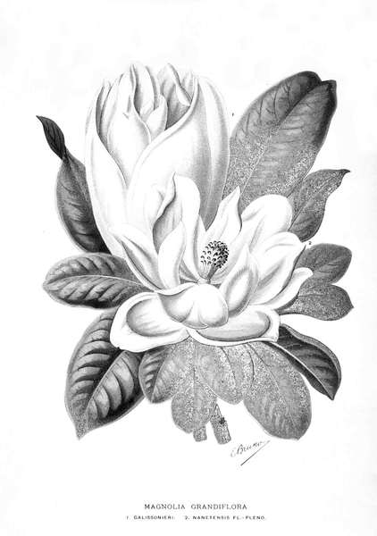 DICTIONNAIRE PRATIQUE D'HORTICULTURE ET DE JARDINAGE. - Illustré.
