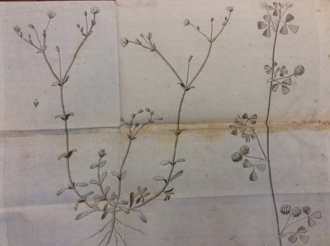 FLORAE ROMANAE PRODROMUS. - Exhibens centurias XII plantarum circa Romam …