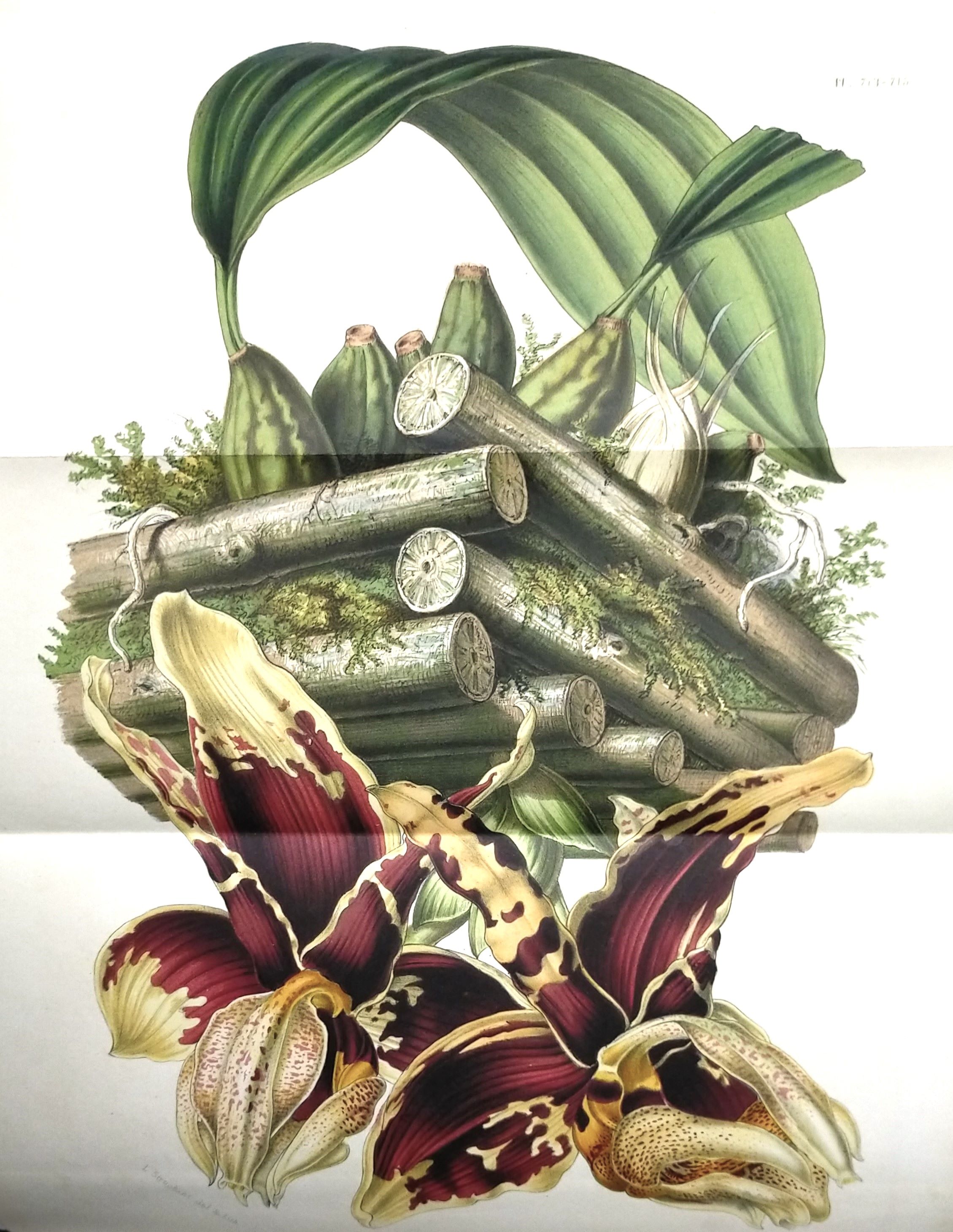 FLORE DES SERRES ET DES JARDINS DE L'EUROPE, OU DESCRIPTIONS …