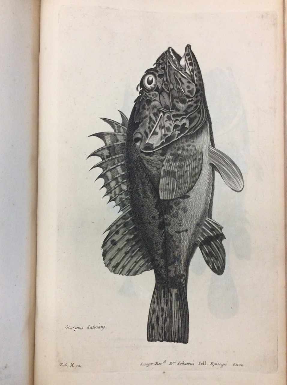 FRANCISCI WILLUGHBEII ARMIG. DE HISTORIA PISCIUM LIBRI QUATUOR, JUSSU & …