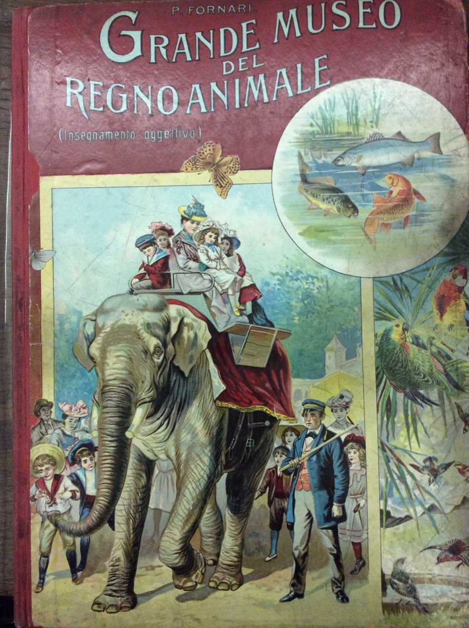 GRANDE MUSEO DEL REGNO ANIMALE. - (Insegnamento oggettivo).
