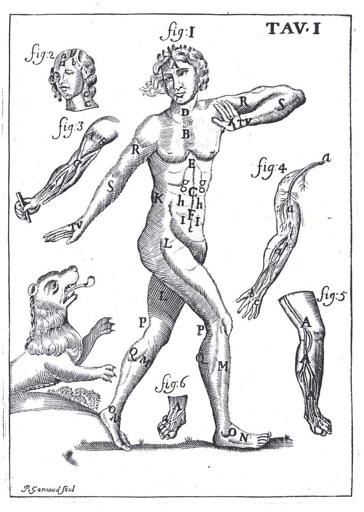 IL CORPO UMANO. - O breve storia dove con nuovo …