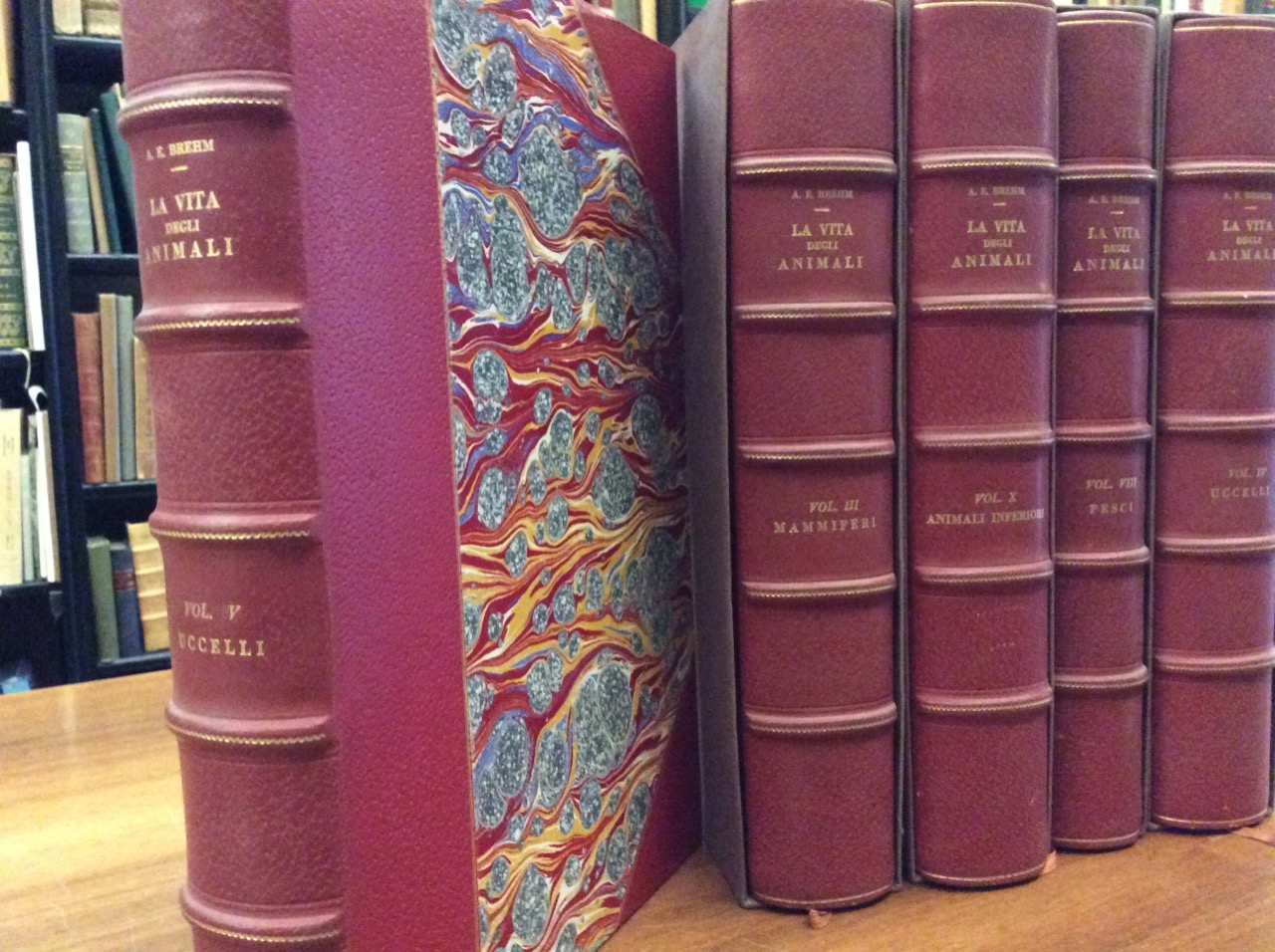 LA VITA DEGLI ANIMALI. - Traduzione di M. Lessona.