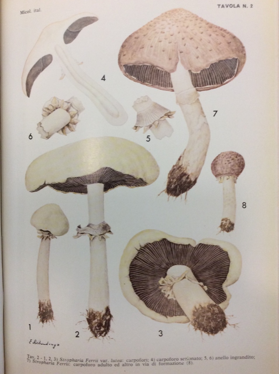 MICOLOGIA ITALIANA. - Rivista quadrimestrale di sistematica, ecologia, fisiologia, biochimica, …