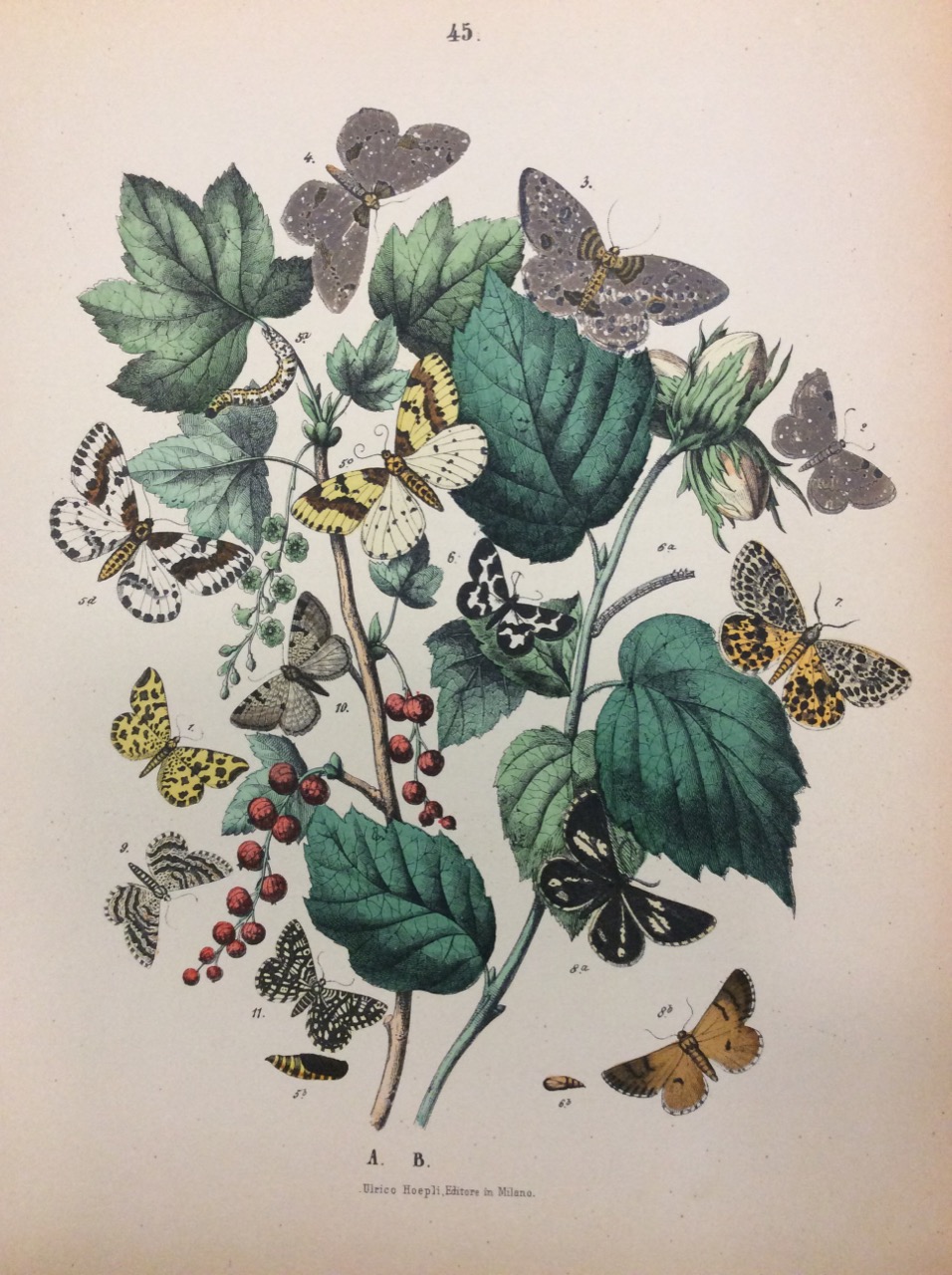 MUSEO ENTOMOLOGICO - LE FARFALLE. - Storia naturale, classificazione ed …