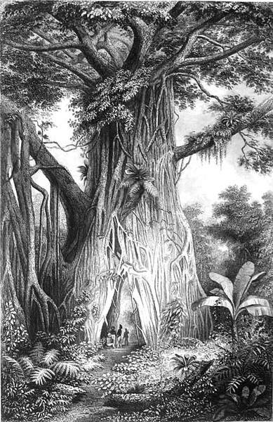 NARRATIVE OF THE UNITED STATES EXPLORING EXPEDITION. - During the …