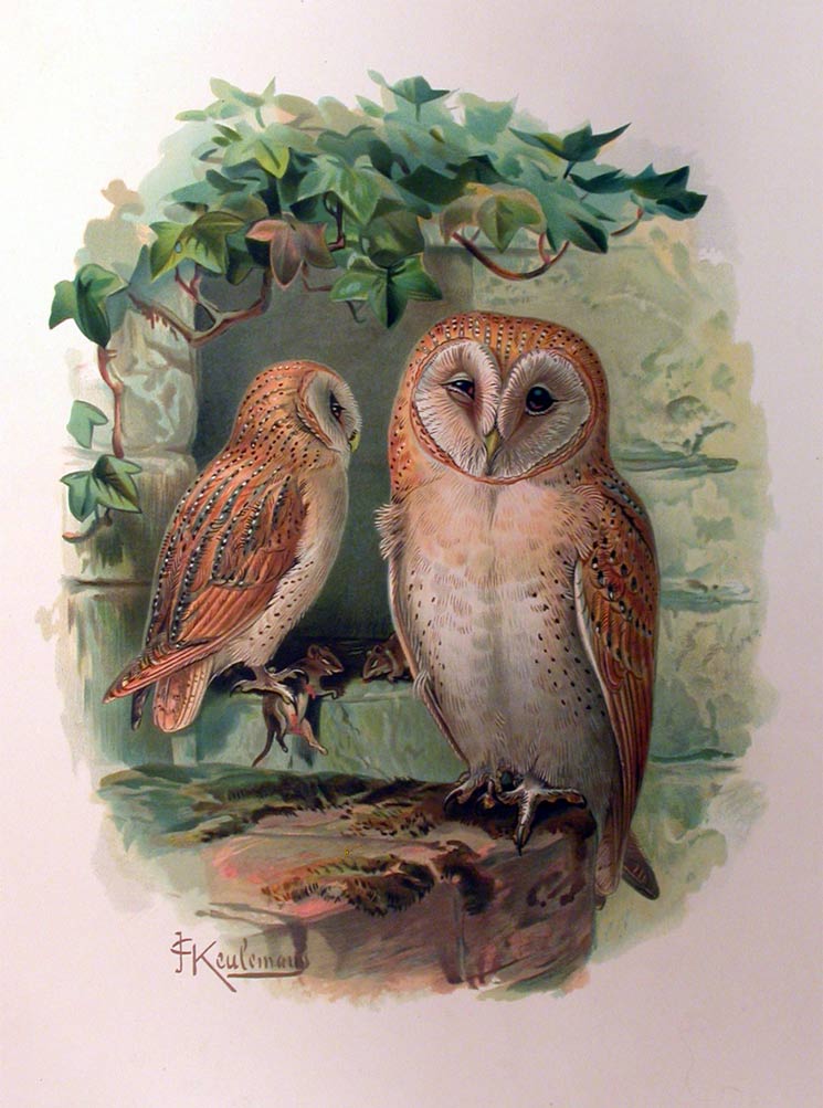 NATURGESCHICHTE DER VOGEL MITTELEUROPAS. - Neu bearbeitet von G. Berg, …