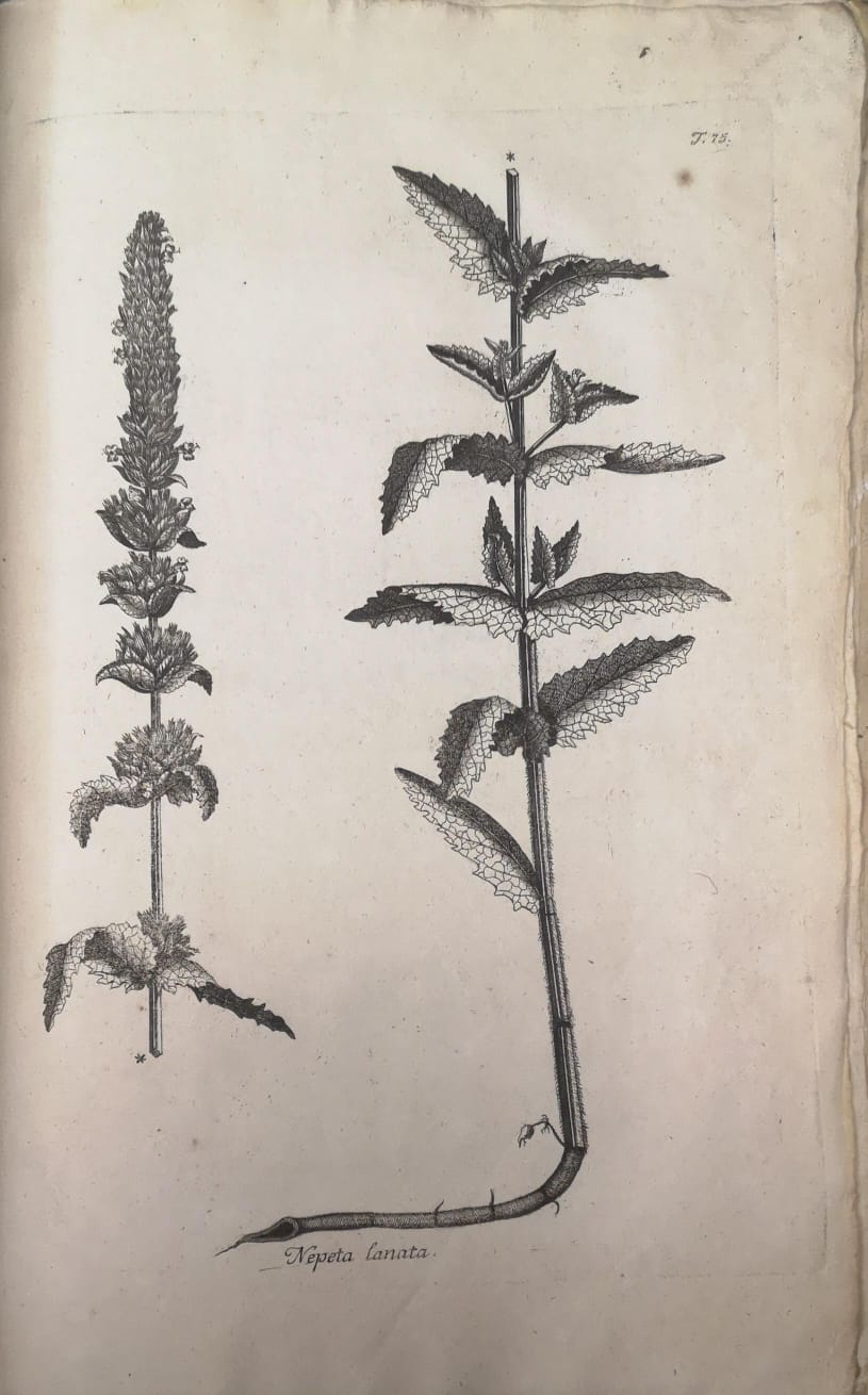 NICOLAI JOSEPHI JACQUIN OBSERVATIONUM BOTANICARUM. - Iconibus ab Auctore Delineatis …