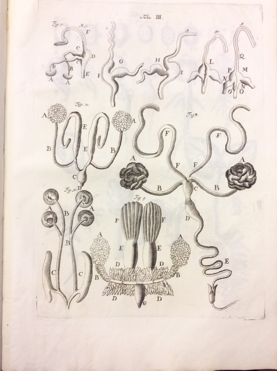 OPERA MEDICA ET ANATOMICA VARIA QUIBUS PRAEFATIONES, & ANIMADVERSIONES ADDIDIT, …