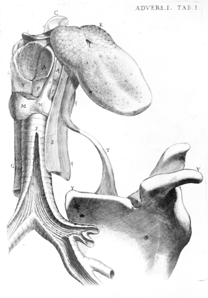 OPERA OMNIA IN QUINQUE TOMOS DIVISA. - Quorum operum quae …