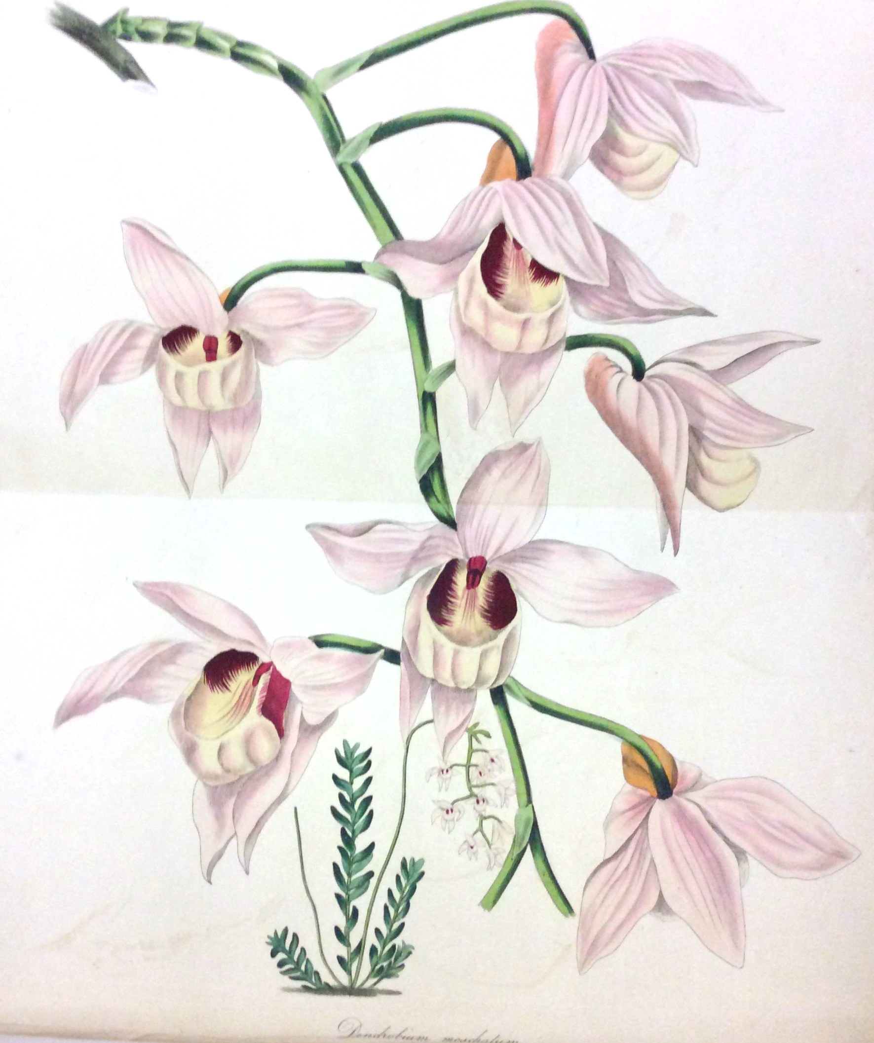 PAXTON'S MAGAZINE OF BOTANY, AND REGISTER OF FLOWERING PLANTS.