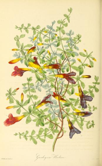 PAXTON'S MAGAZINE OF BOTANY, AND REGISTER OF FLOWERING PLANTS.