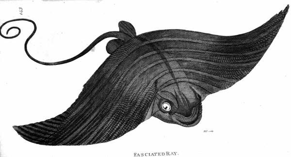 PISCES. - In "General Zoology or Systematic Natural History", Vol. …