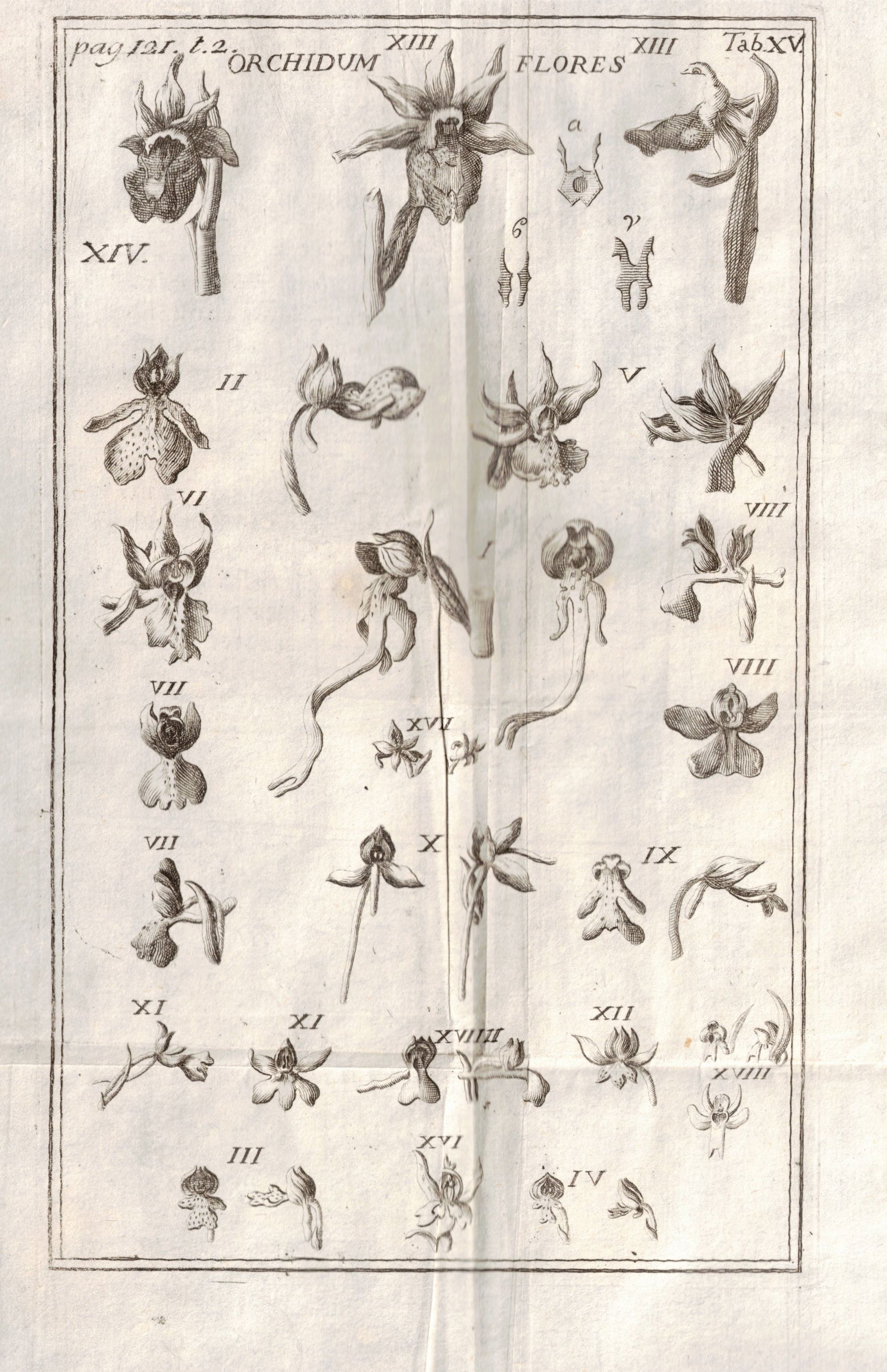 PLANTAE VERONENSES SEU STIRPIUM QUAE IN AGRO VERONENSI REPERIUNTUR. - …