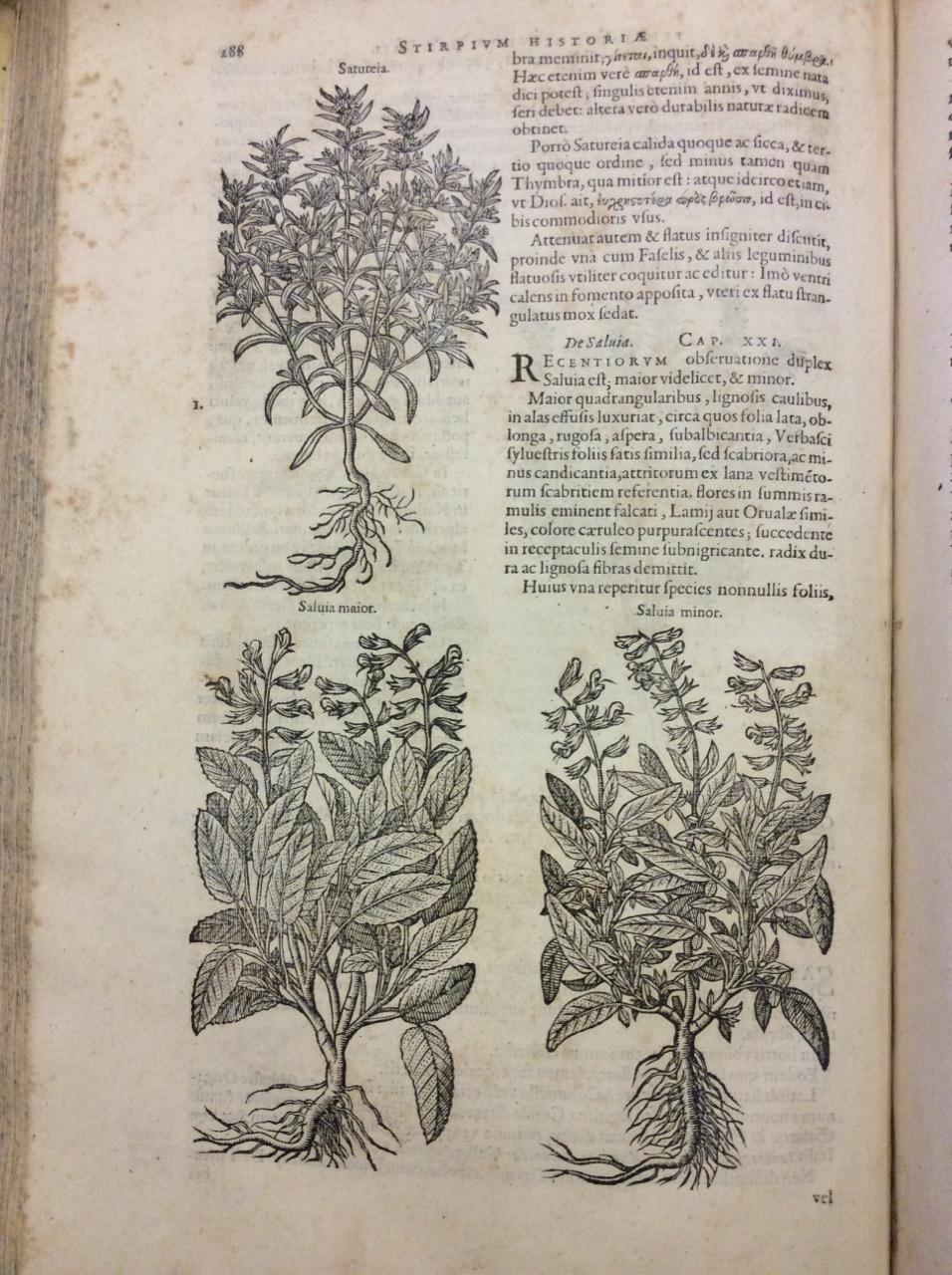 STIRPIUM HISTORIAE PEMPTADES SEX SIVE LIBRI XXX.