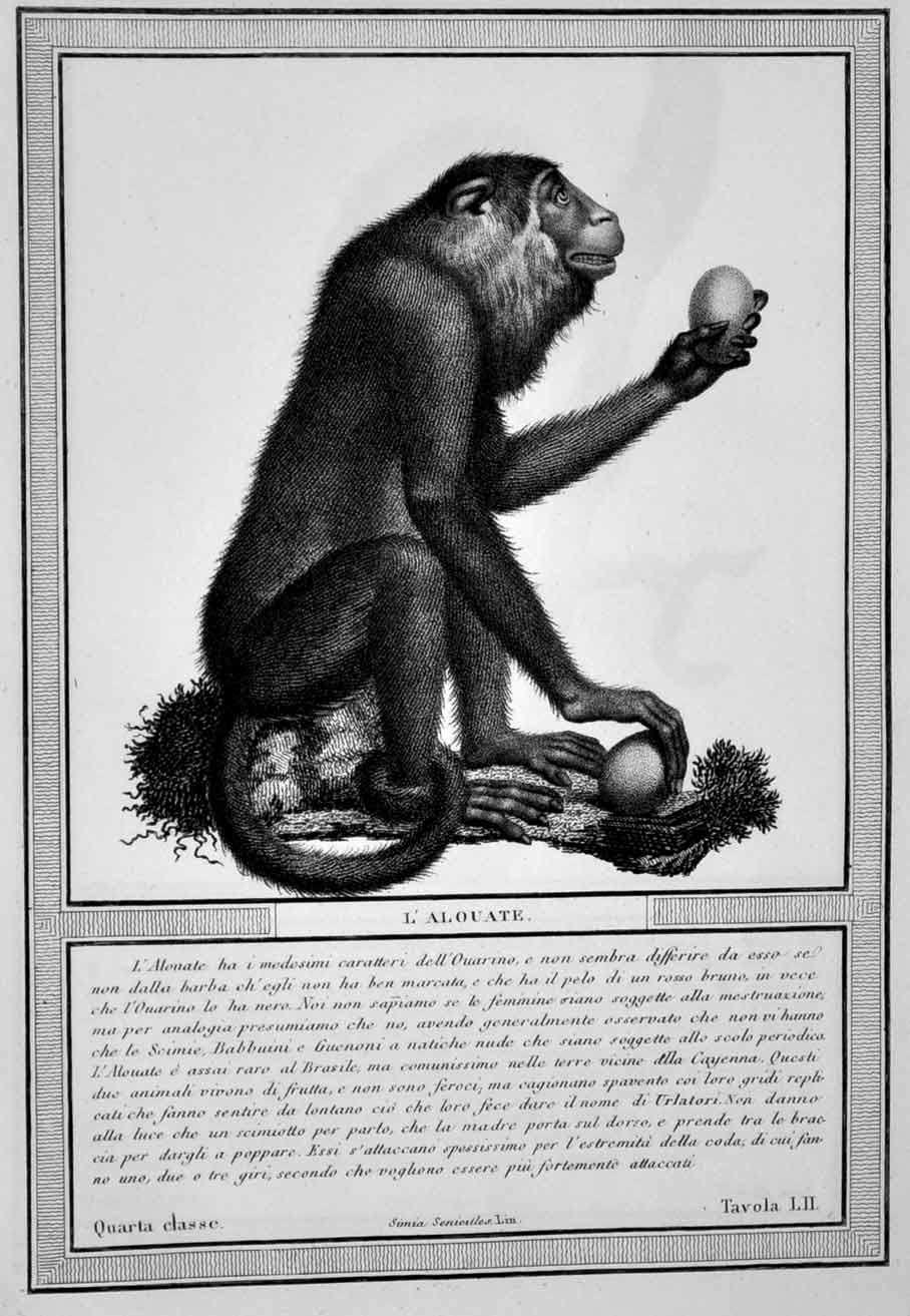 STORIA NATURALE DELLE SCIMIE E DEI MAKI.
