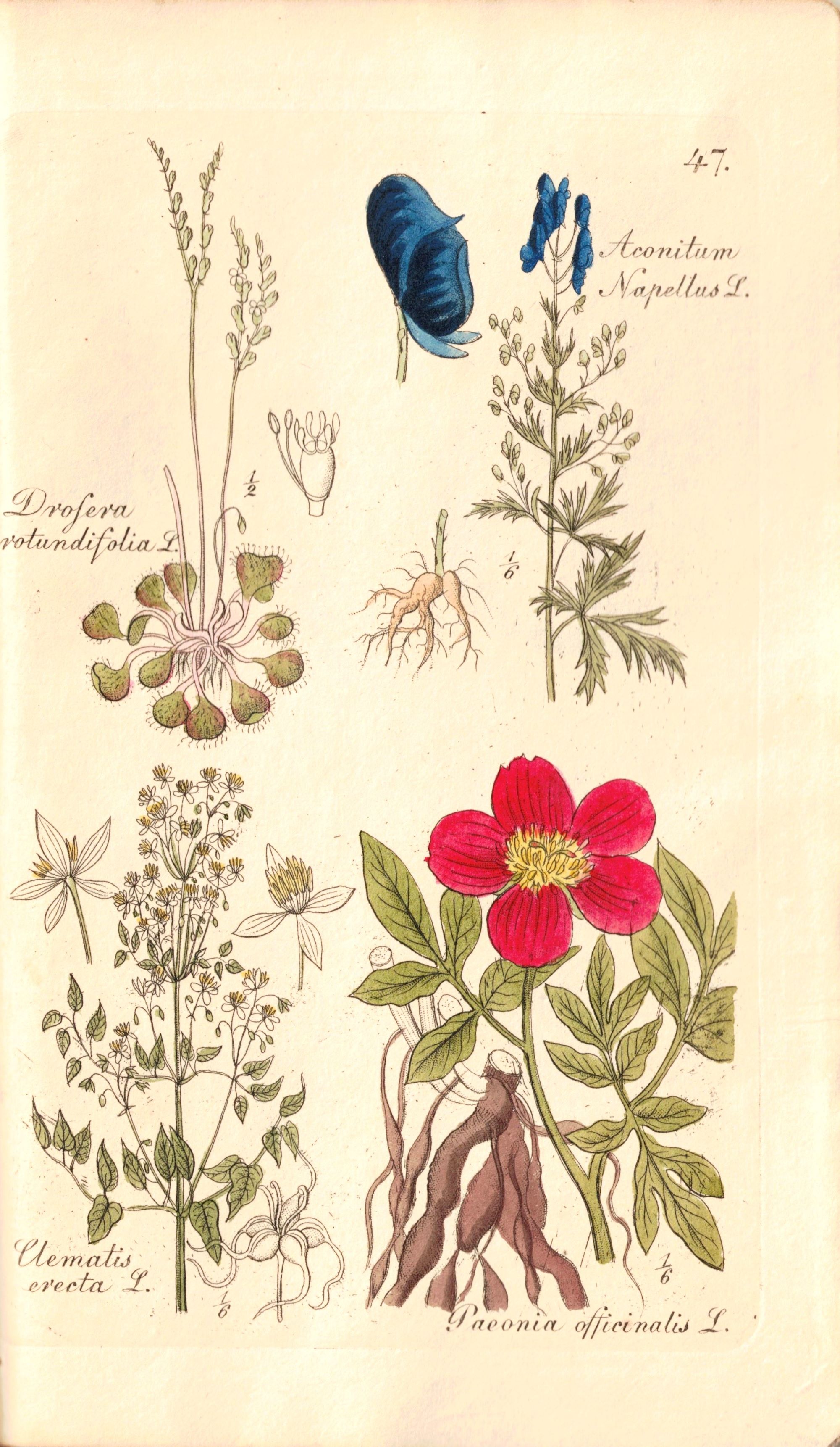 TASCHENBUCH DER ARZNEIGEWÄCHSE DEUTSCHLANDS. - Mit 50 illuminierten Kupfertafeln.