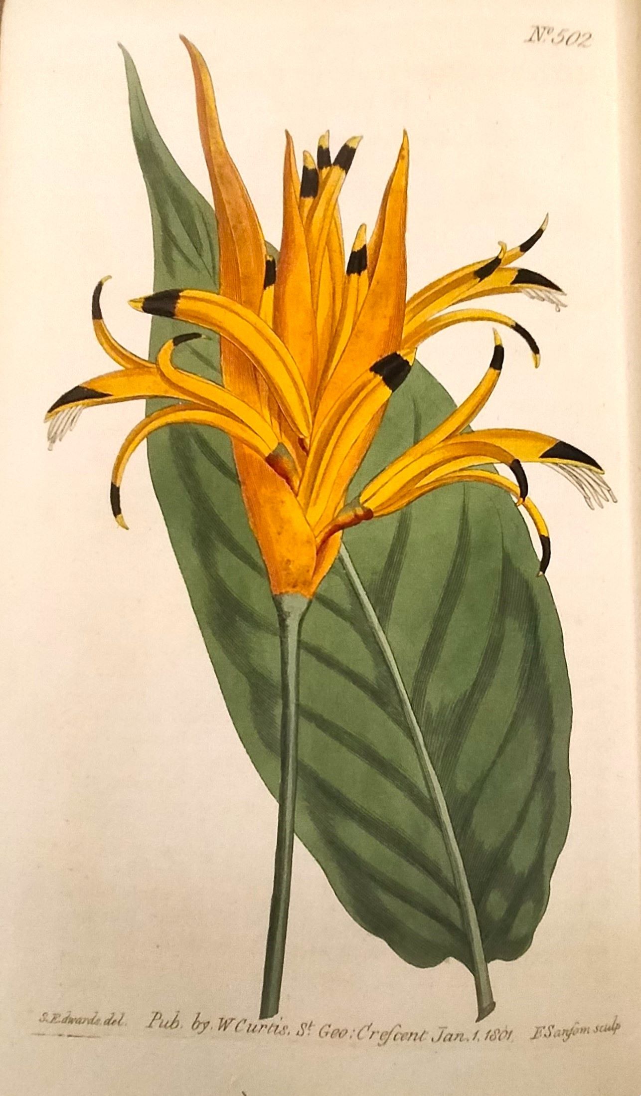 THE BOTANICAL MAGAZINE; OR, FLOWER-GARDEN DISPLAYED. IN WHICH THE MOST …