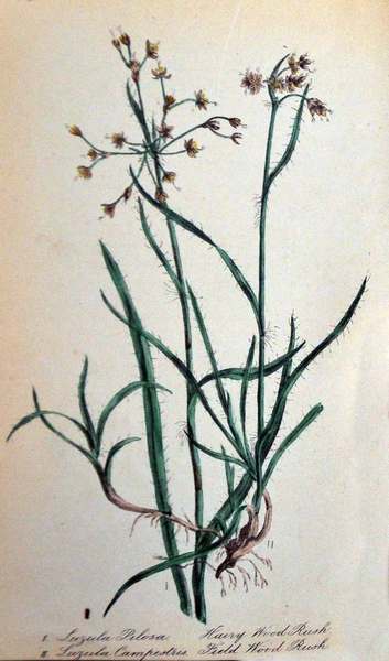 THE WILD FLOWERS OF GREAT BRITAIN. - Botanically and popularly …