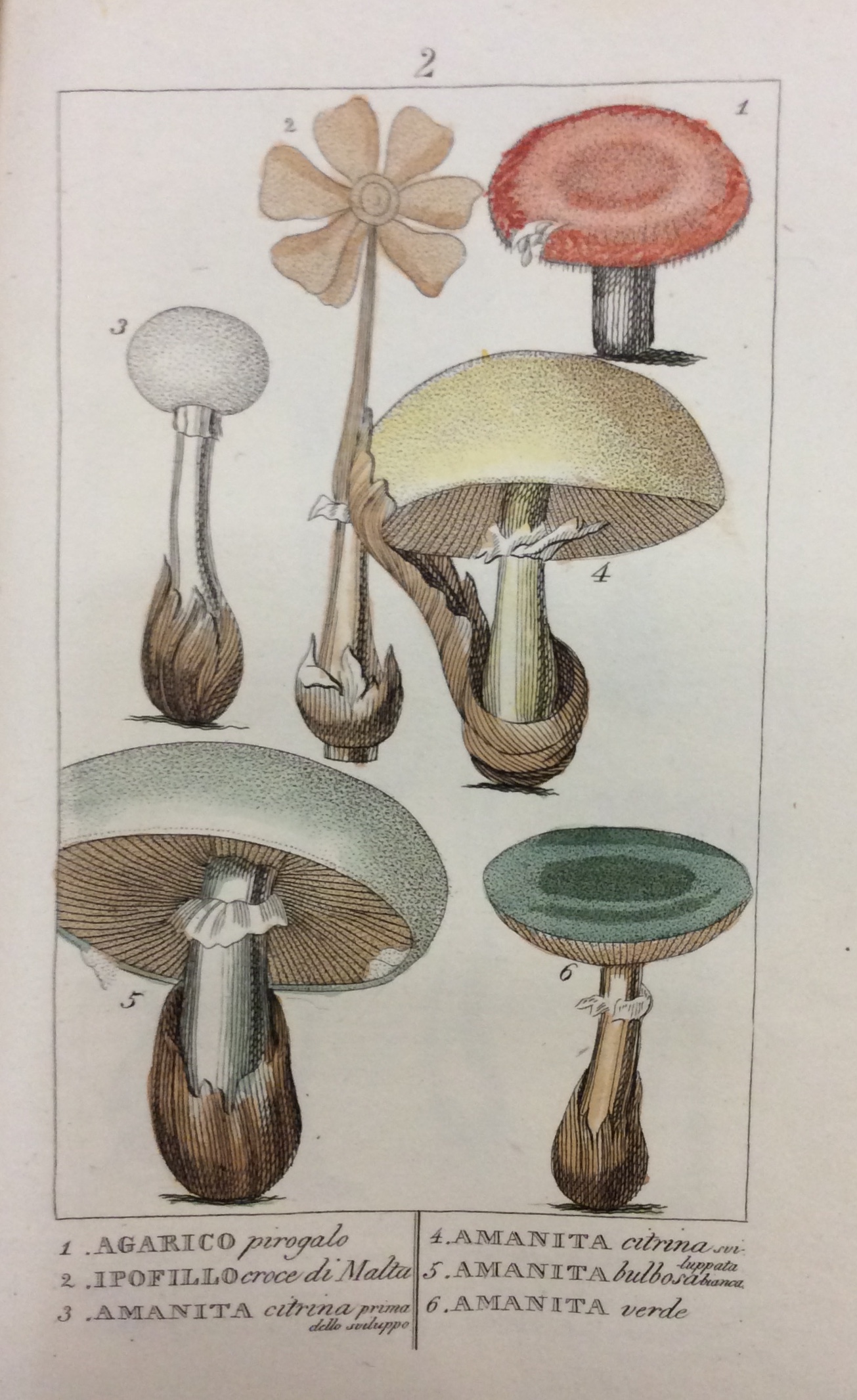 TOSSICOLOGIA PRATICA. - Coll'aggiunta della medicina legale riguardante il veneficio, …