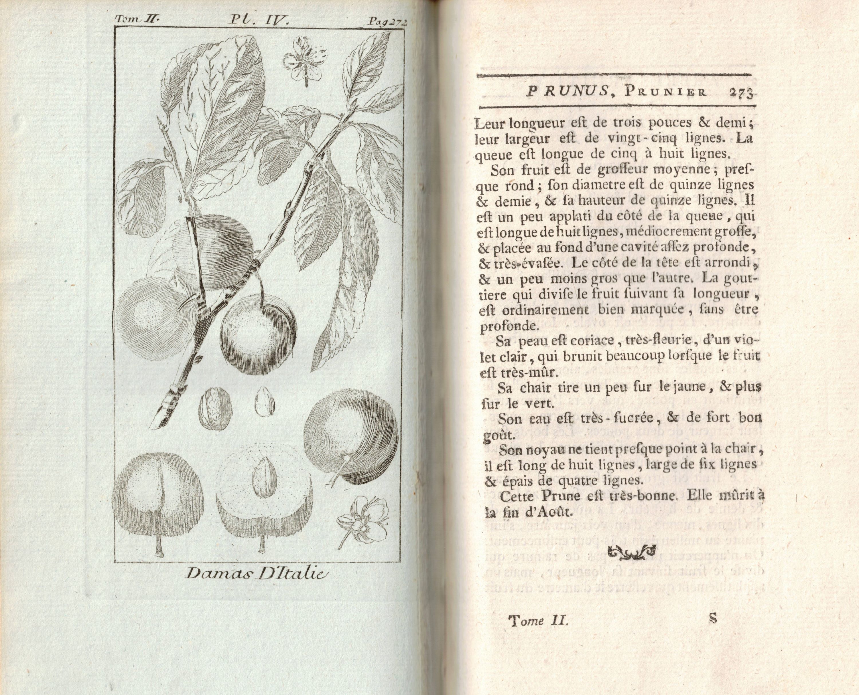 TRAITÉ DES ARBRES FRUITIERS, CONTENANT LEUR FIGURE, LEUR DESCRIPTION, LEUR …