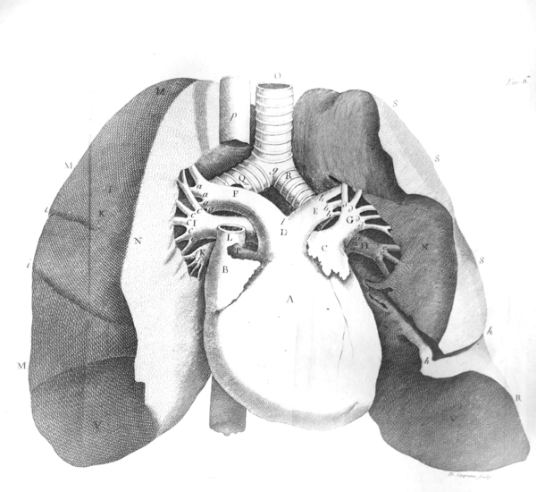 TRATTATO DELLA STRUTTURA DEL CUORE. - Della sua azione e …