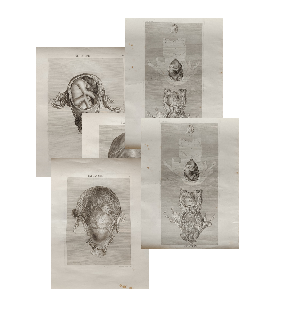 6 TAVOLE DI ANATOMIA